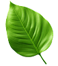 decor leaf